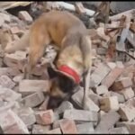 Wonderful News: Missing 14-Year-Old Jabulile Zanele Found Safe 2 Search and rescue dog Parco assists police at the fire-damaged building in Bloemfontein CBD where human remains were found.