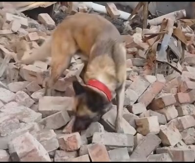Search and Rescue Dog Parco Leads Police to Human Remains in Bloemfontein CBD Fire Rubble 1 Search and Rescue Dog Parco Leads Police to Human Remains in Bloemfontein CBD Fire Rubble